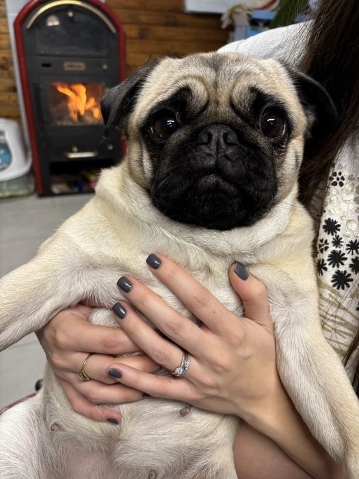 Pensiune canina Brasov