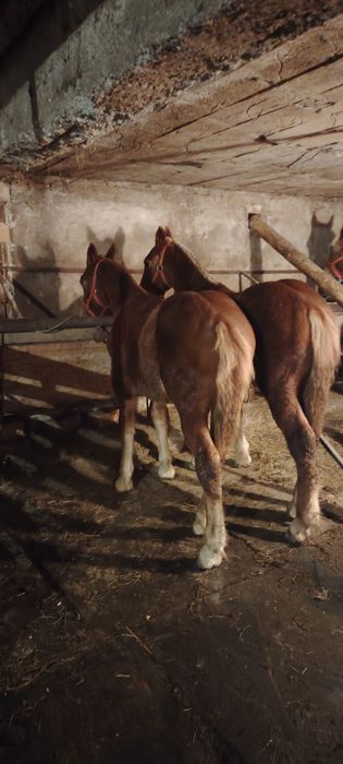 Se vand manzi de 6 luni