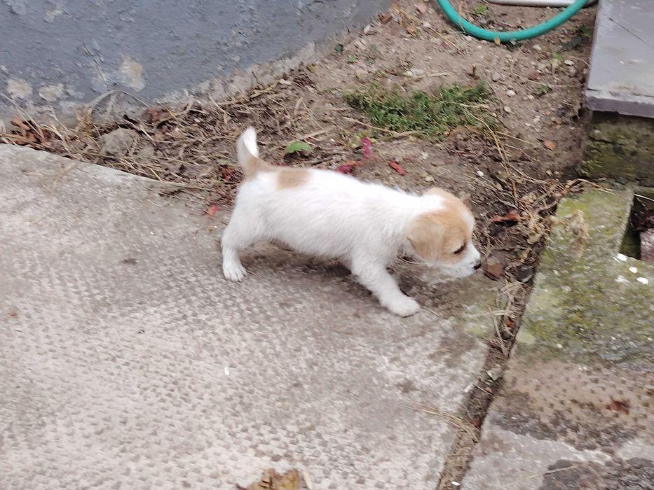 Vand căței rasa Jack Russel terrier