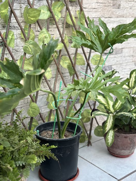 Комнатные растения для дома и офиса