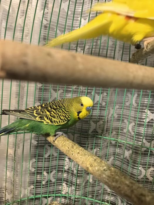 Вълнист мъжки папагал