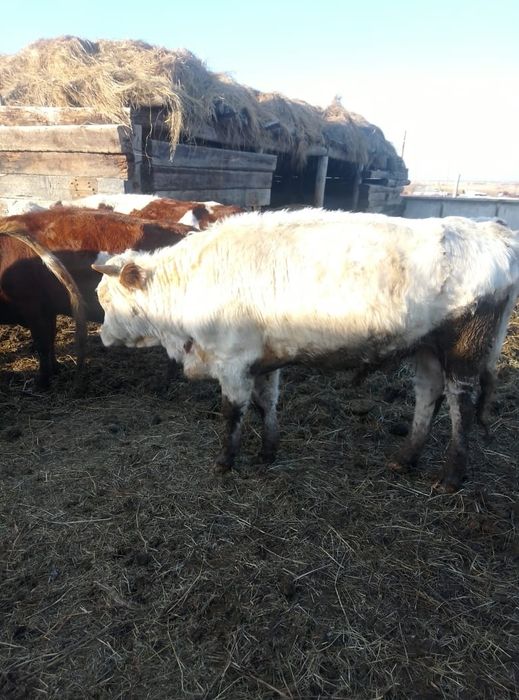 Продам бычка 1,7 года