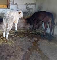 Vând doi tăuraș de carne angus și Belgian