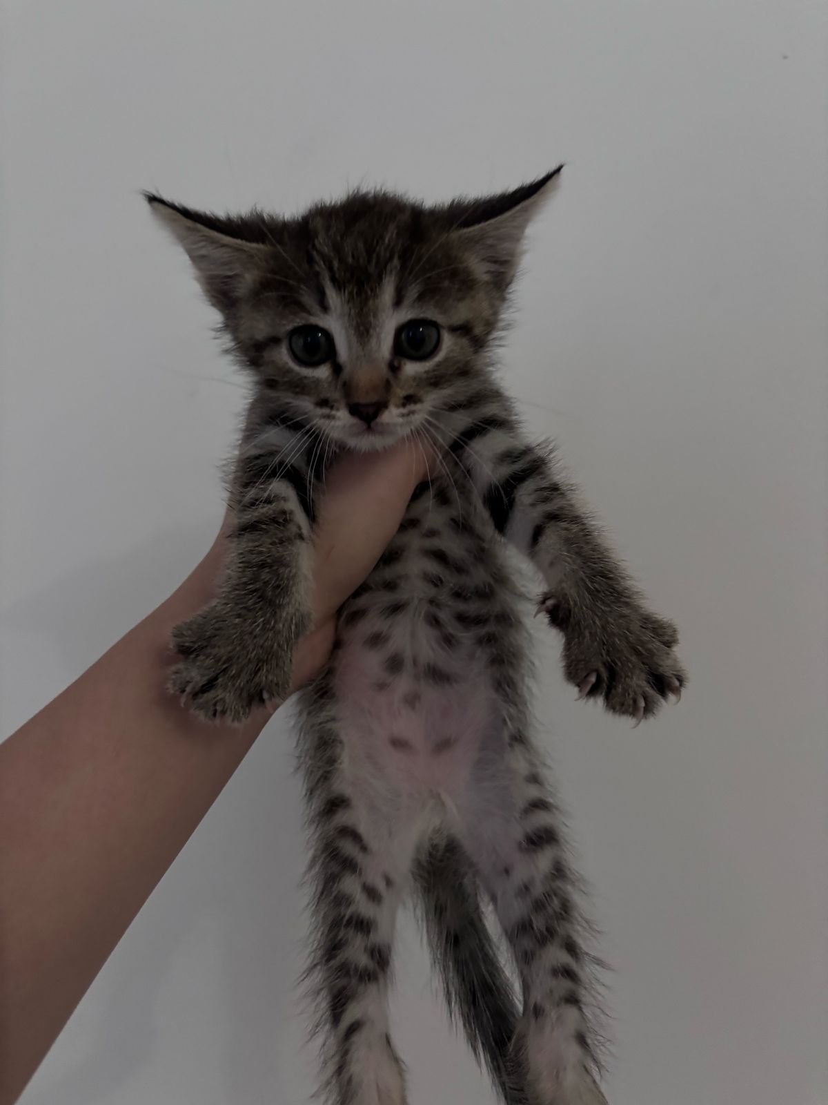 Продам котят от роду 2 мес.