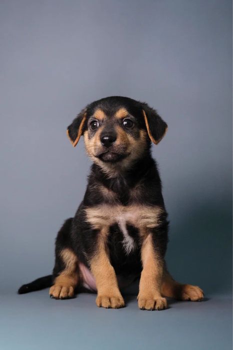 Щенок в добрые руки