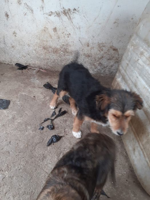 Donez câini de pază