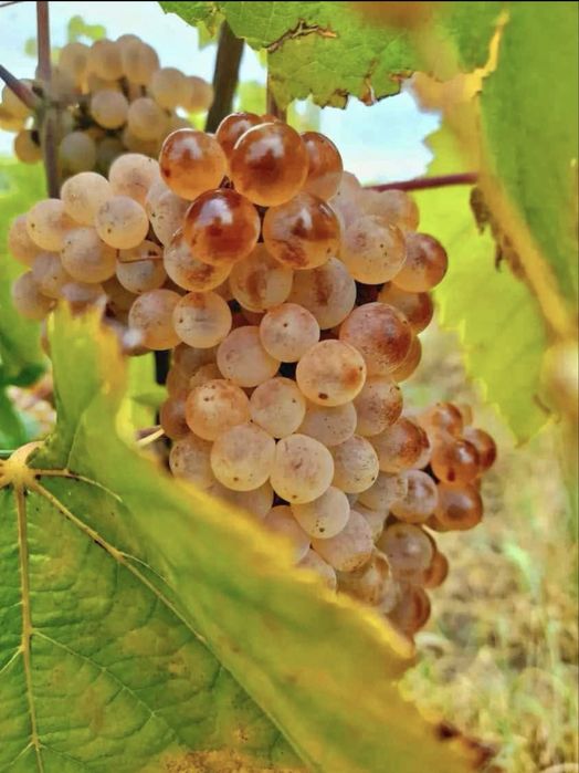 Struguri de vin