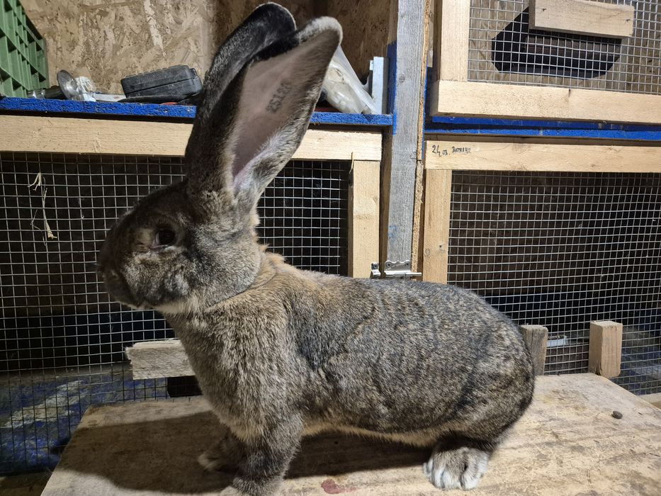 Iepuri Uriași German gri