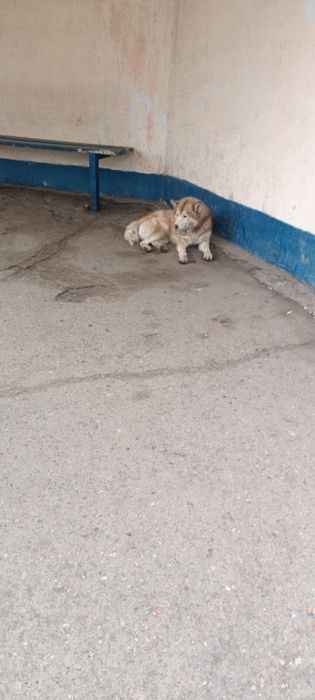 Ищем дом для хаски