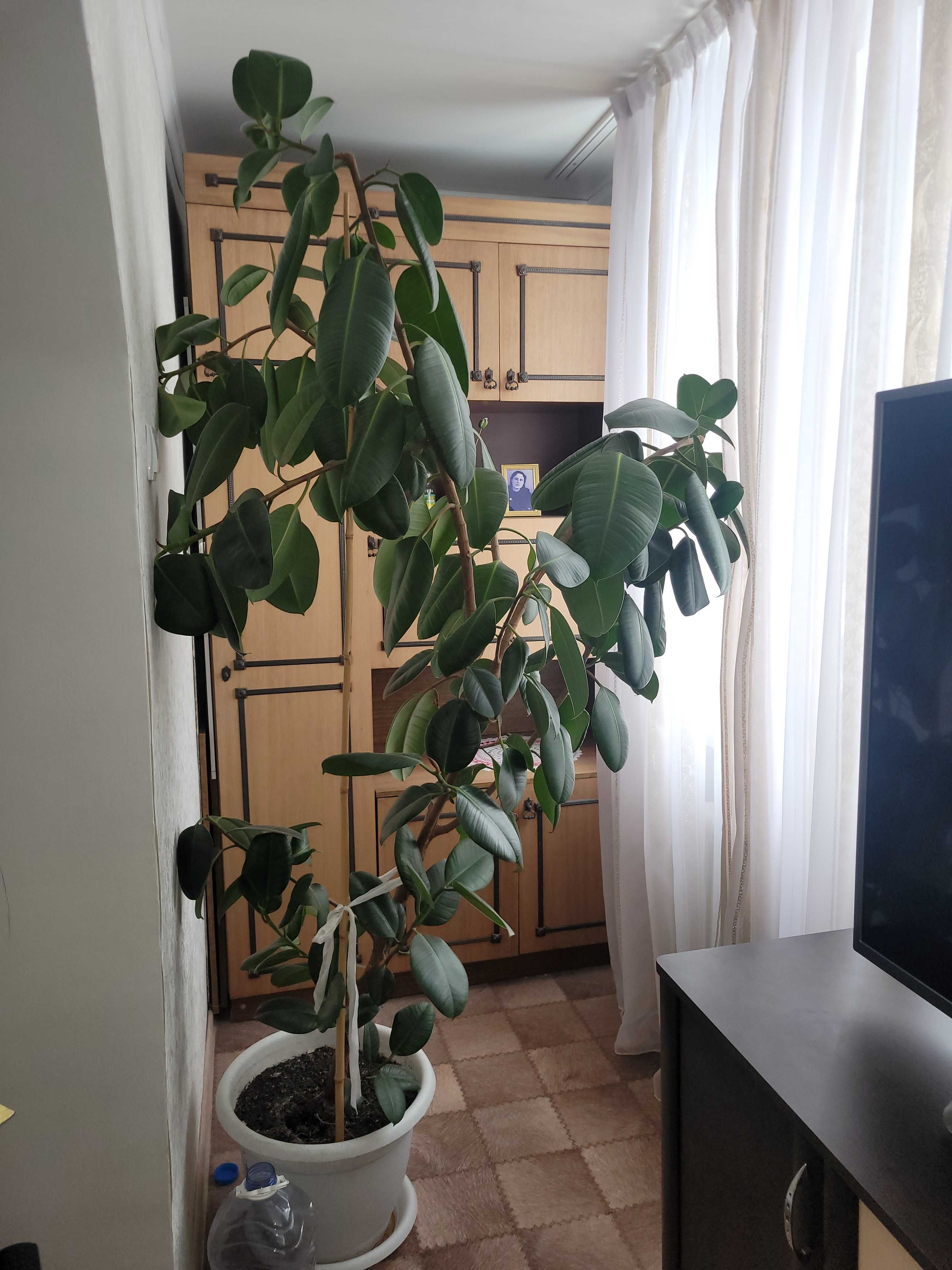 Продаю цветок фикус