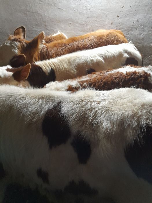 Taurasi si vitele baltate intarcate