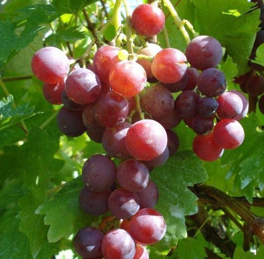 Vita De Vie (Soiuri De Vin )