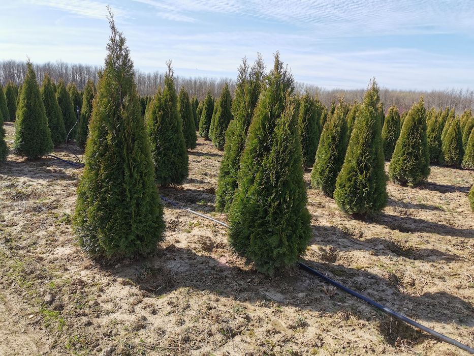 Tuia, pin, mesteacăn, platan, tei, brad, magnolia, arțar etc