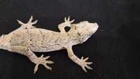 Gargoyle gecko, Ушат новокаледонски гекон