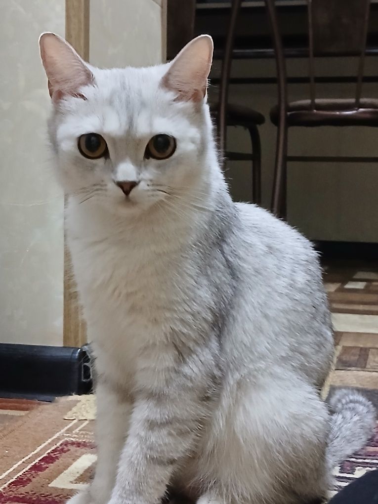 Продаётся кошка по имени Мая...