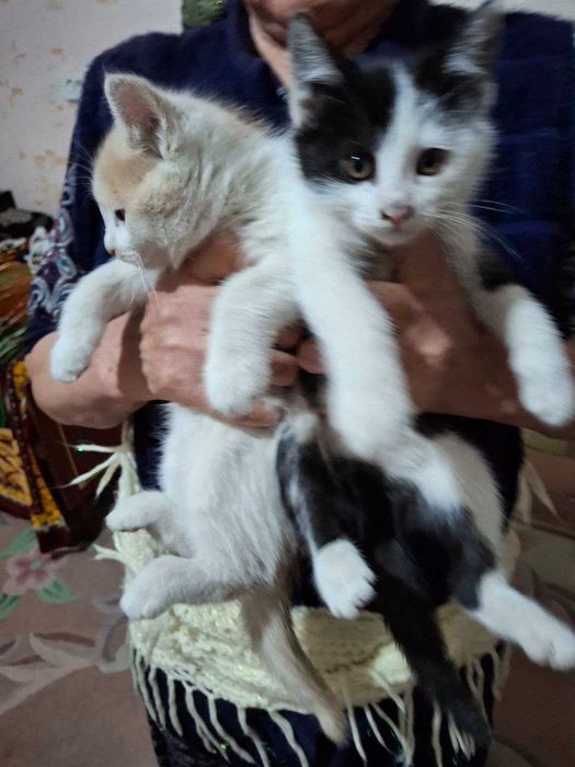 Мушук mushuk котёнок котята