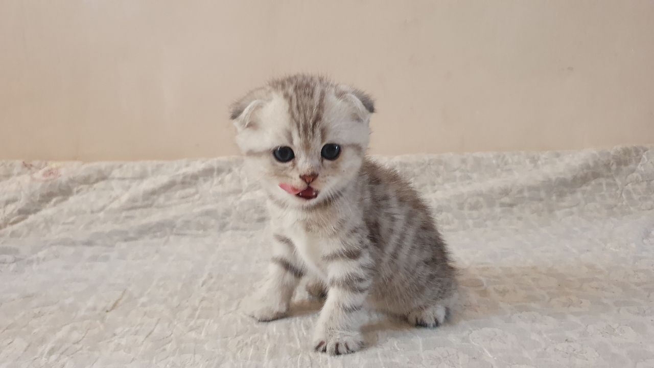 Элитные шотландские котята шиншилла