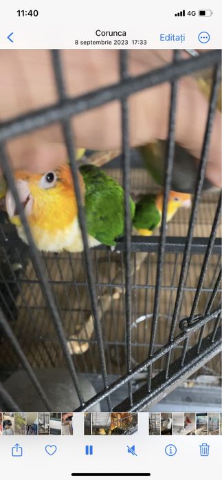 Pui papagali Caique