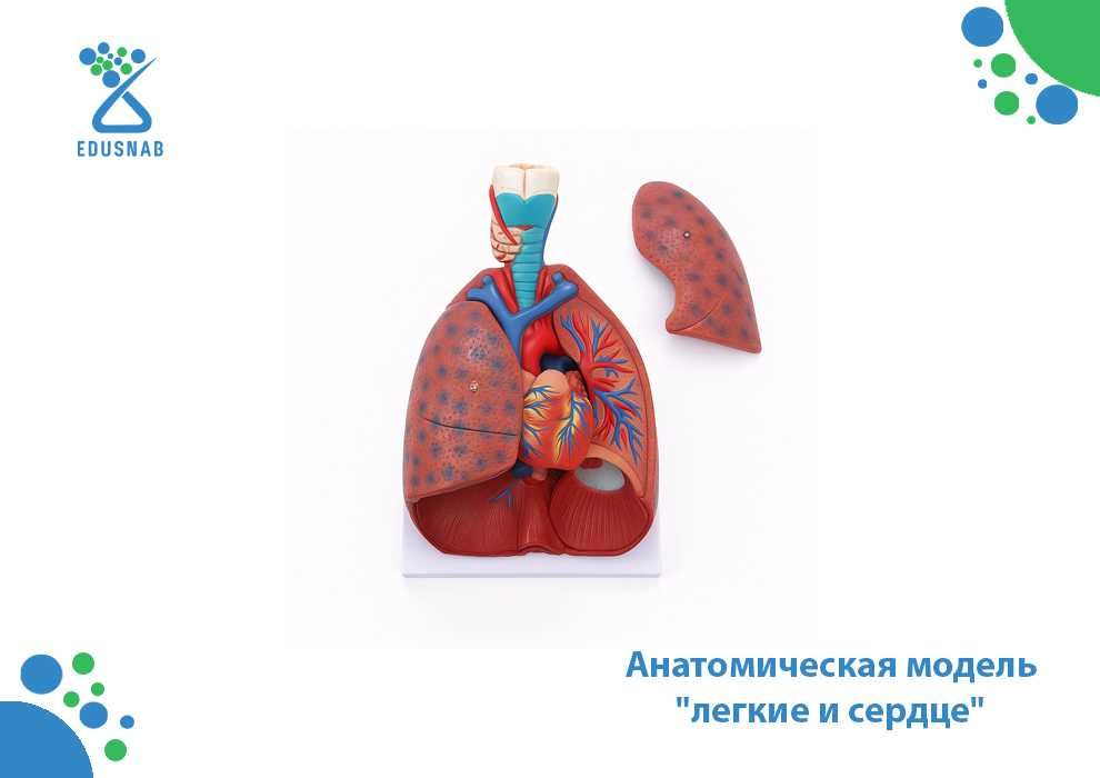 Анатомическая модель "легкие и сердце"