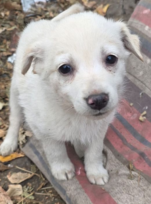 Отдам щенят в добрые руки