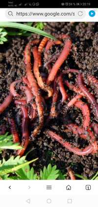 Красные калифорнийские черви для бизнеса  и биогумуса