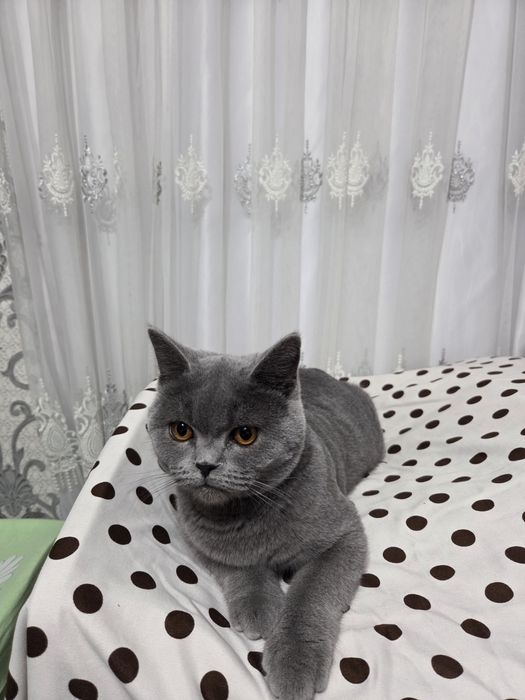 Скоттиш страйт сотилади