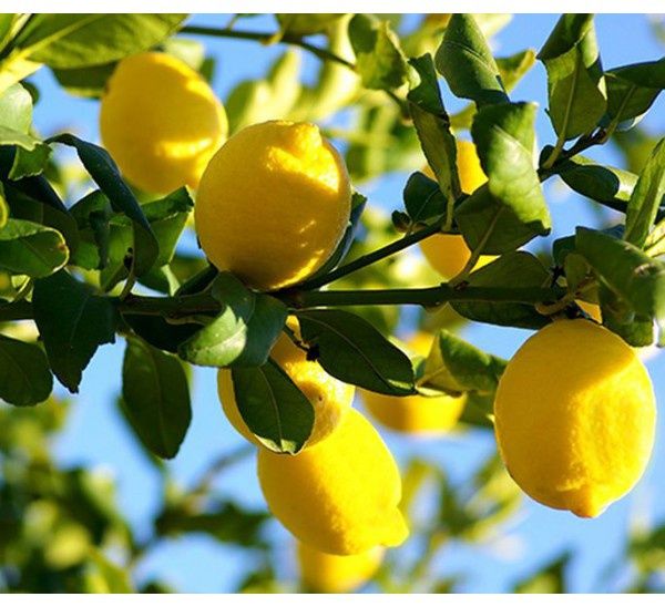 Продам деревья Лимона!