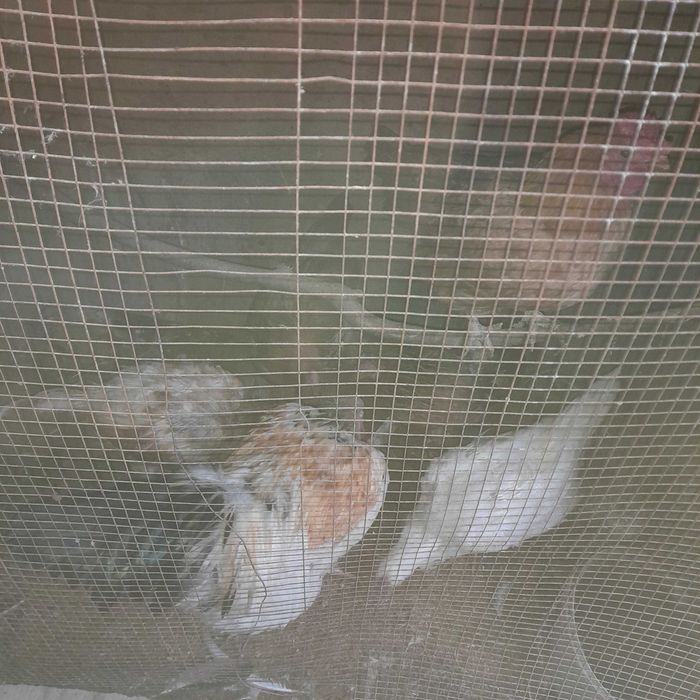 Tovuqlar srochna sotiladi kelishamiz