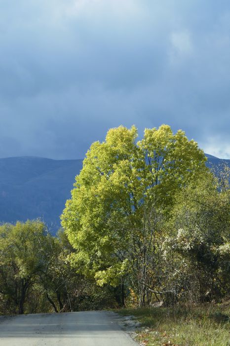 Panasonic Lumix TZ101