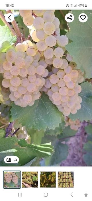 Vând struguri de vin productie 2025