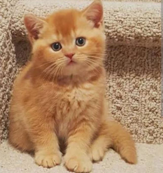 Продаётся котята британцы