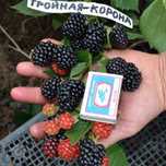 Чет элдан келтирилган Ежевика кочатлари сотувда