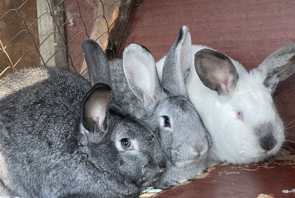Продам кроликов недорого(всех)