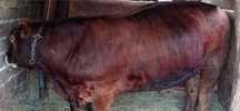 Vând taur 450 kg angus