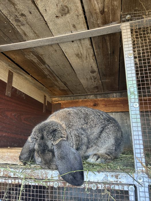 Iepuroi berbec german