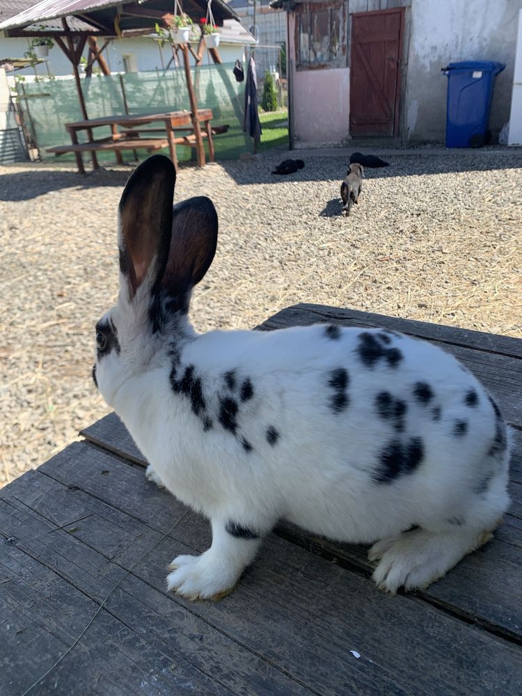 Pui rex tricolor si dalmatian