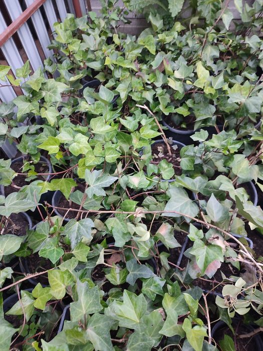 Iedera planta ornamentala, gard viu