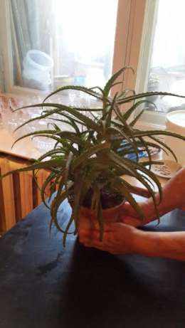 ЛЕЧЕБНЫЙ цветок АЛОЭ, возрастом более ПЯТИ лет! от БАБУШКИ! НЕ дорого!