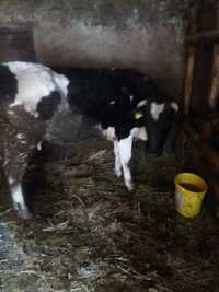 Vaca tanara cu lapte si gestanta