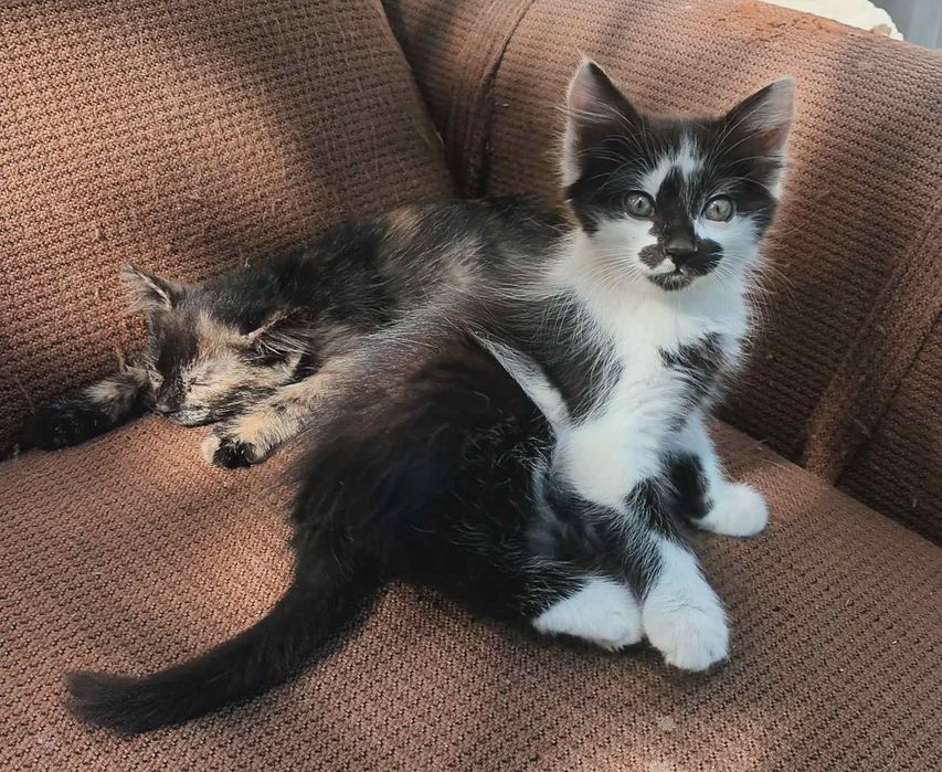 Подаряват се две малки котета