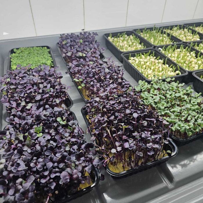 Микрозелень в ассортименте от 700 тг