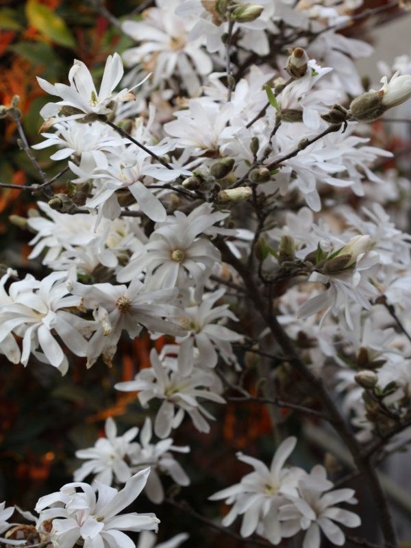Звездовидна магнолия - Magnolia stellata