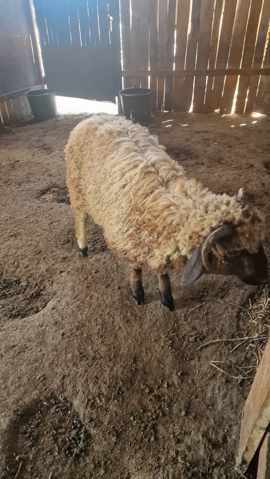 Mielute de vanzare