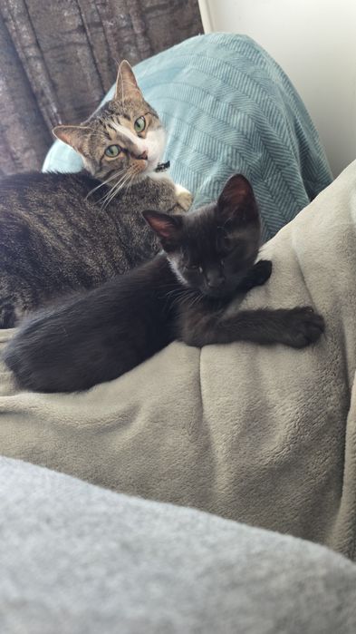 Se dă spre adopție o pisicuță neagră