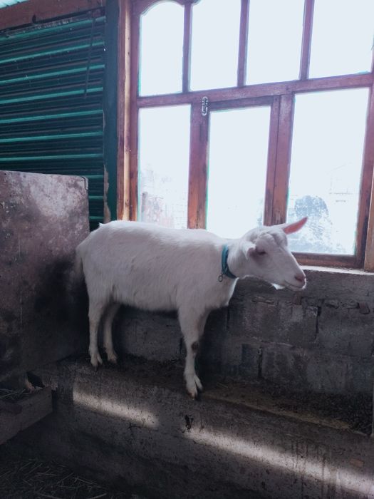 Занен ешкы Ургашы