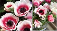 10 bulbi anemone Mistral Plus Bicolore (marimea bulb 2-4cm)