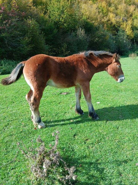 Manz, cal de vanzare