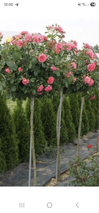 Диккат :: Дунёдаги Таникли АТИРГУЛЛАР