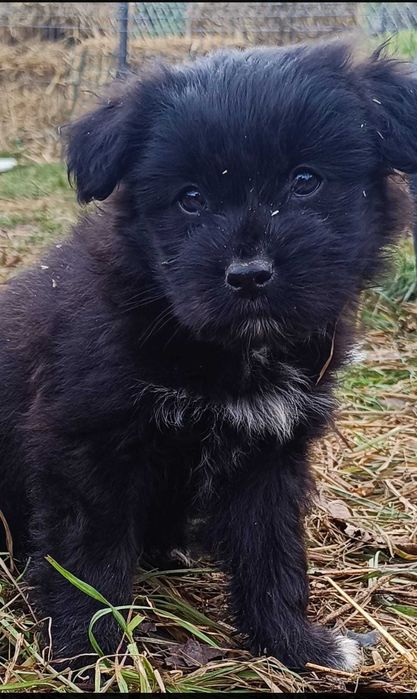 Donez metis de jagdterrier de 8 săptămâni