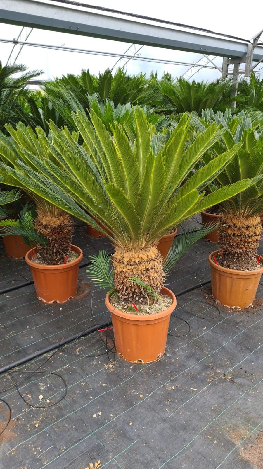 Plante interior ( lamai, mandarin, palmier, cycas, maslin, yucca )